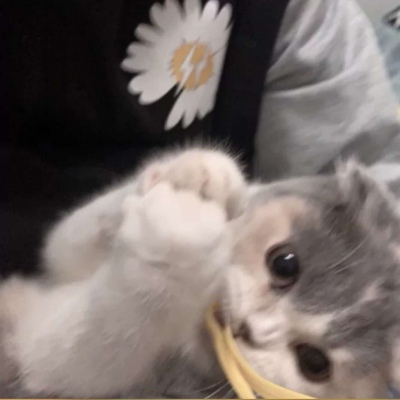 猫咪头像最新,一种流行的文化现象