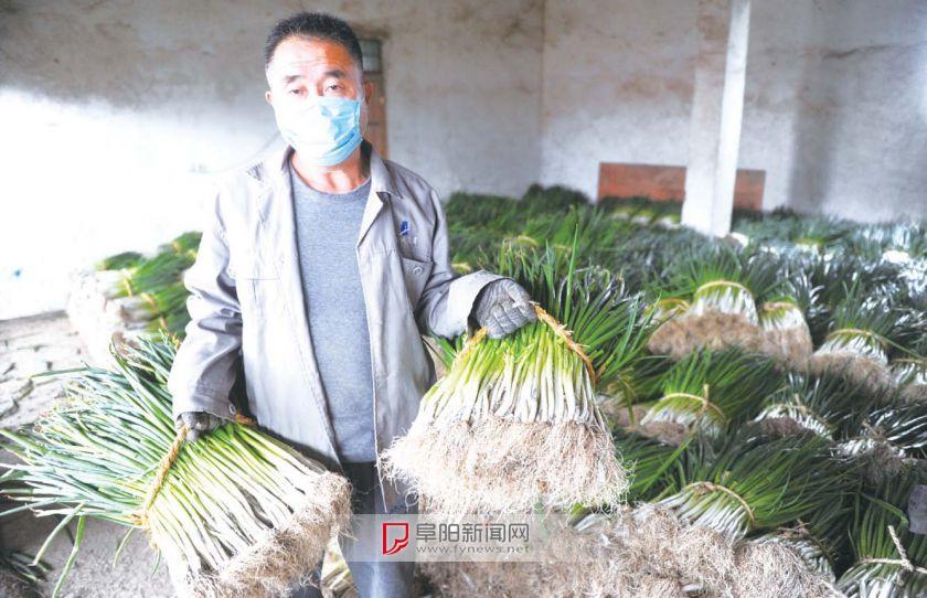 临泉最新肺炎,多方观点下的探讨与解析