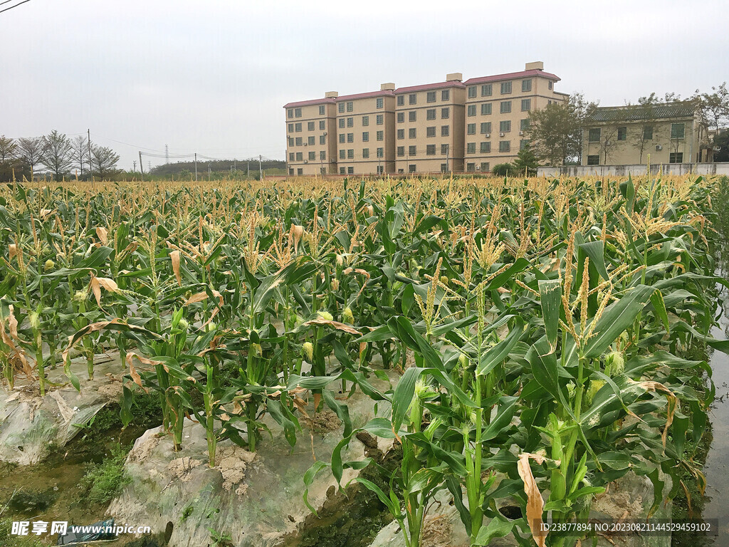 林紫薇最新章节玉米地,最新研究解读_高速版1.80.228