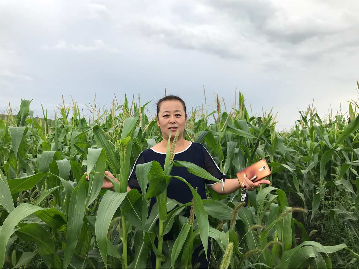 林紫薇最新章节玉米地,最新研究解读_高速版1.80.228